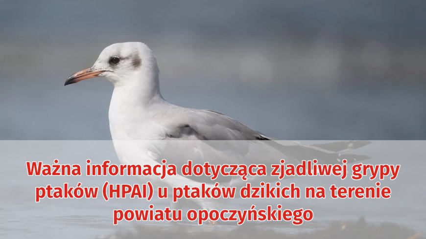 Ptasia grypa (HPAI)