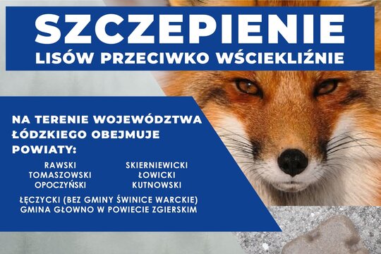 Szczepienie lisów przeciwko wściekliźnie