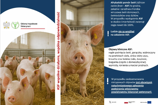 ASF w powiecie opoczyńskim