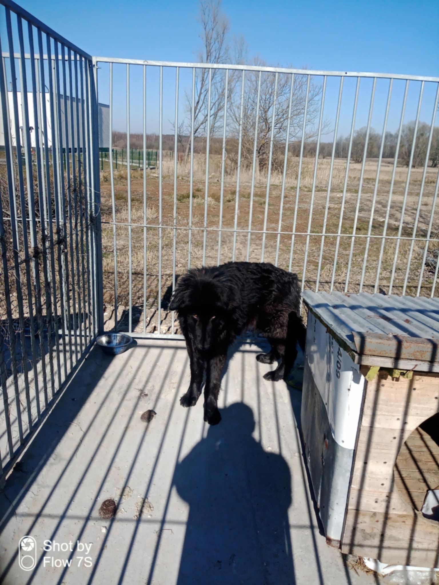 Zabłąkany pies - Afryka - 20.03.2025